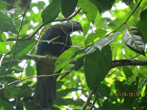 Image of Wompoo Fruit Dove