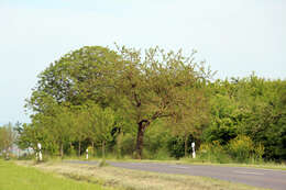 Image of Common walnut