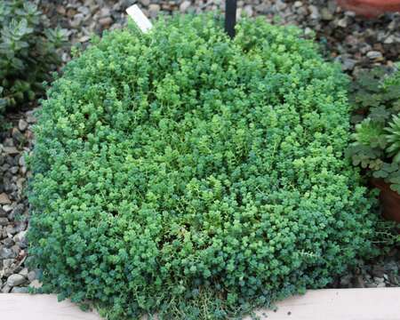 Image of thick-leaf stonecrop