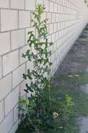 Image of prickly lettuce