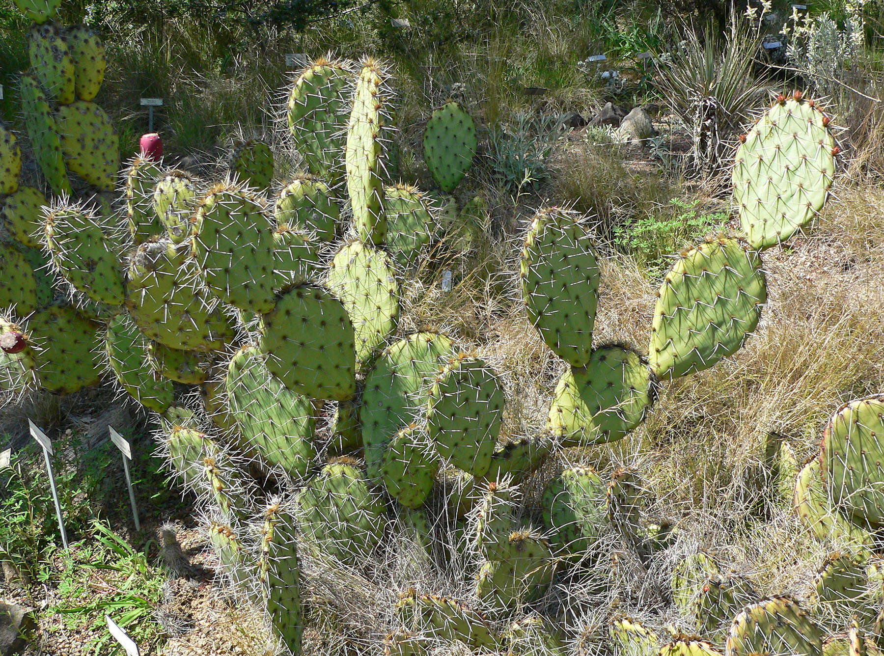 Image of Brownspine Pricklypear