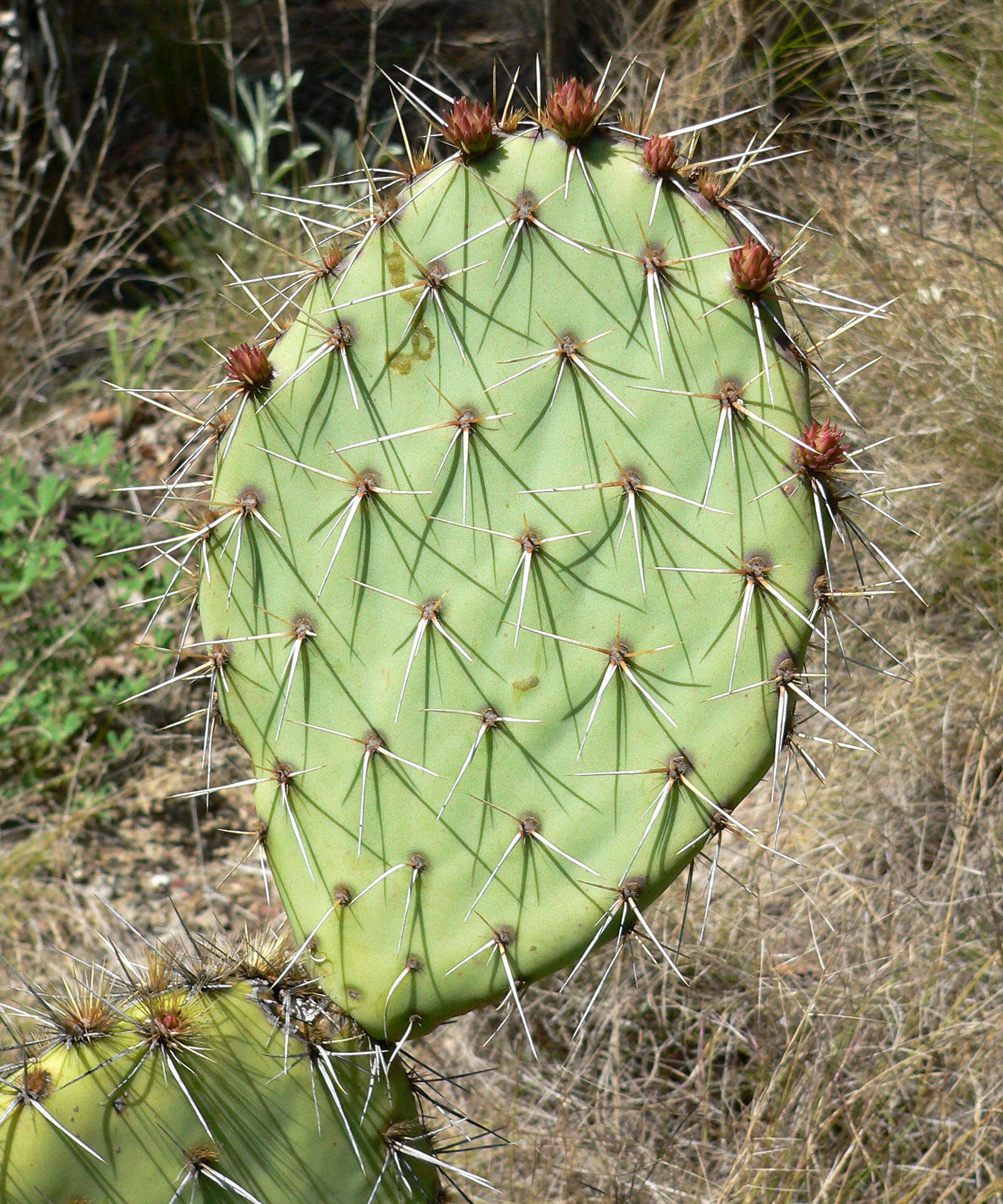 Image of Brownspine Pricklypear