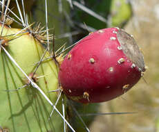 Image of Brownspine Pricklypear