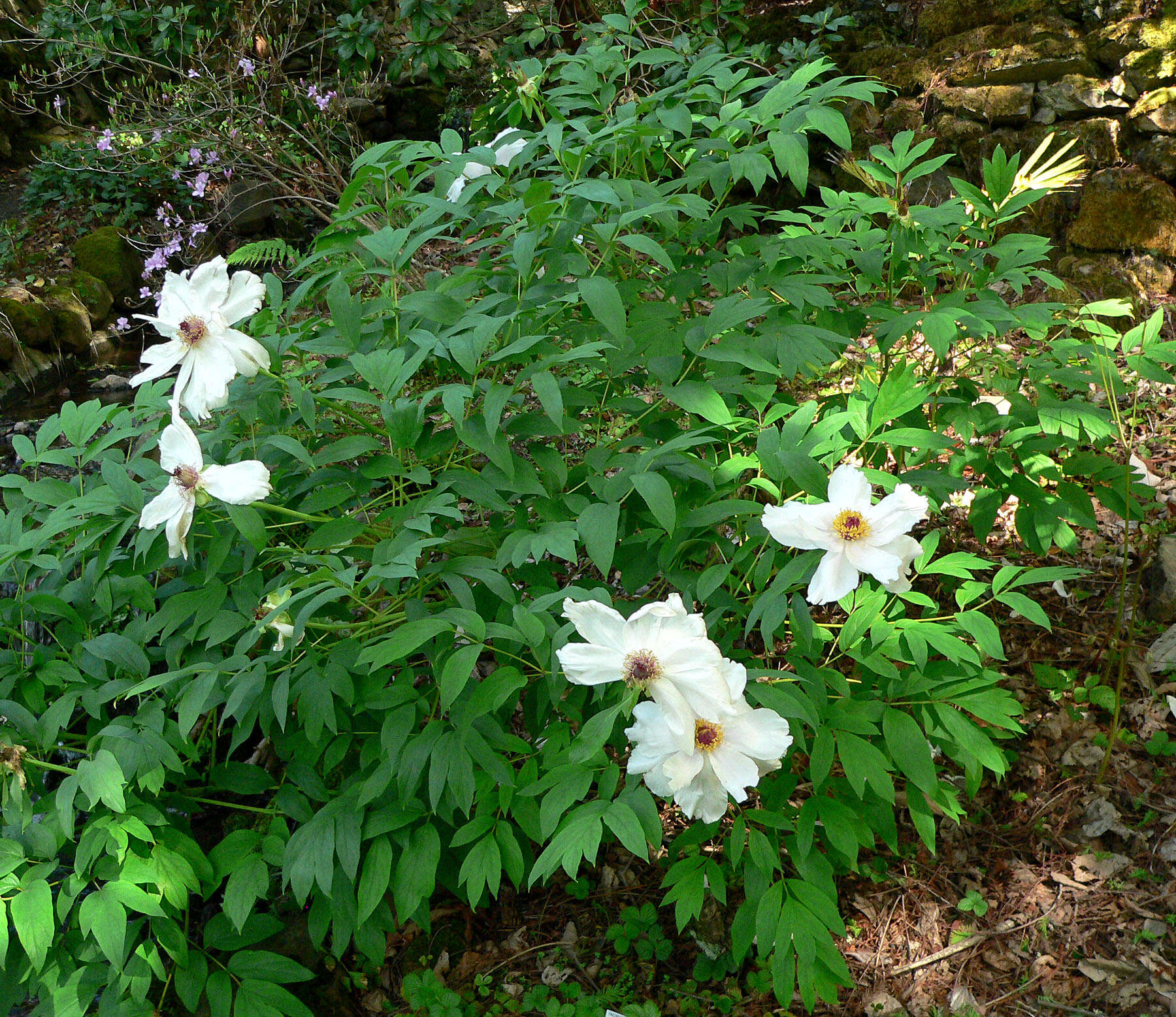 Слика од Paeonia ostii Tan Hong & Jia-xun Zhang