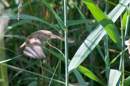 Image of Reed Warbler