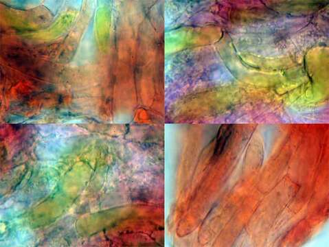 Image of Pluteus fenzlii (Schulzer) Corriol & P.-A. Moreau 2007