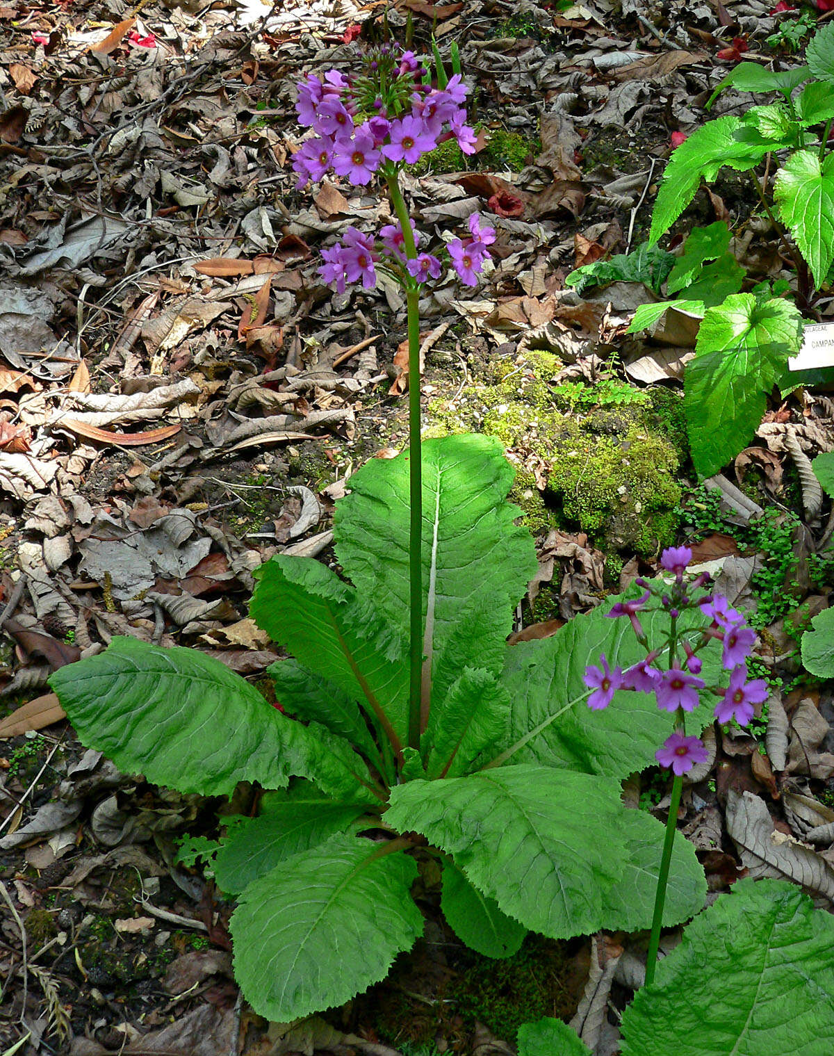 Plancia ëd Primula japonica A. Gray