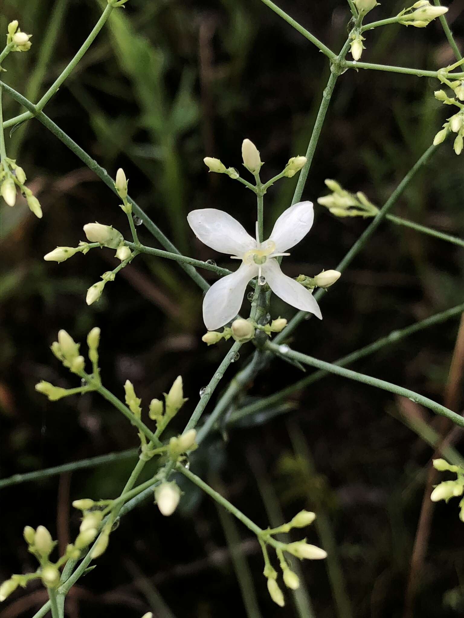 Sabatia macrophylla Hook. resmi