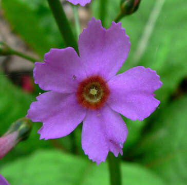 Plancia ëd Primula japonica A. Gray