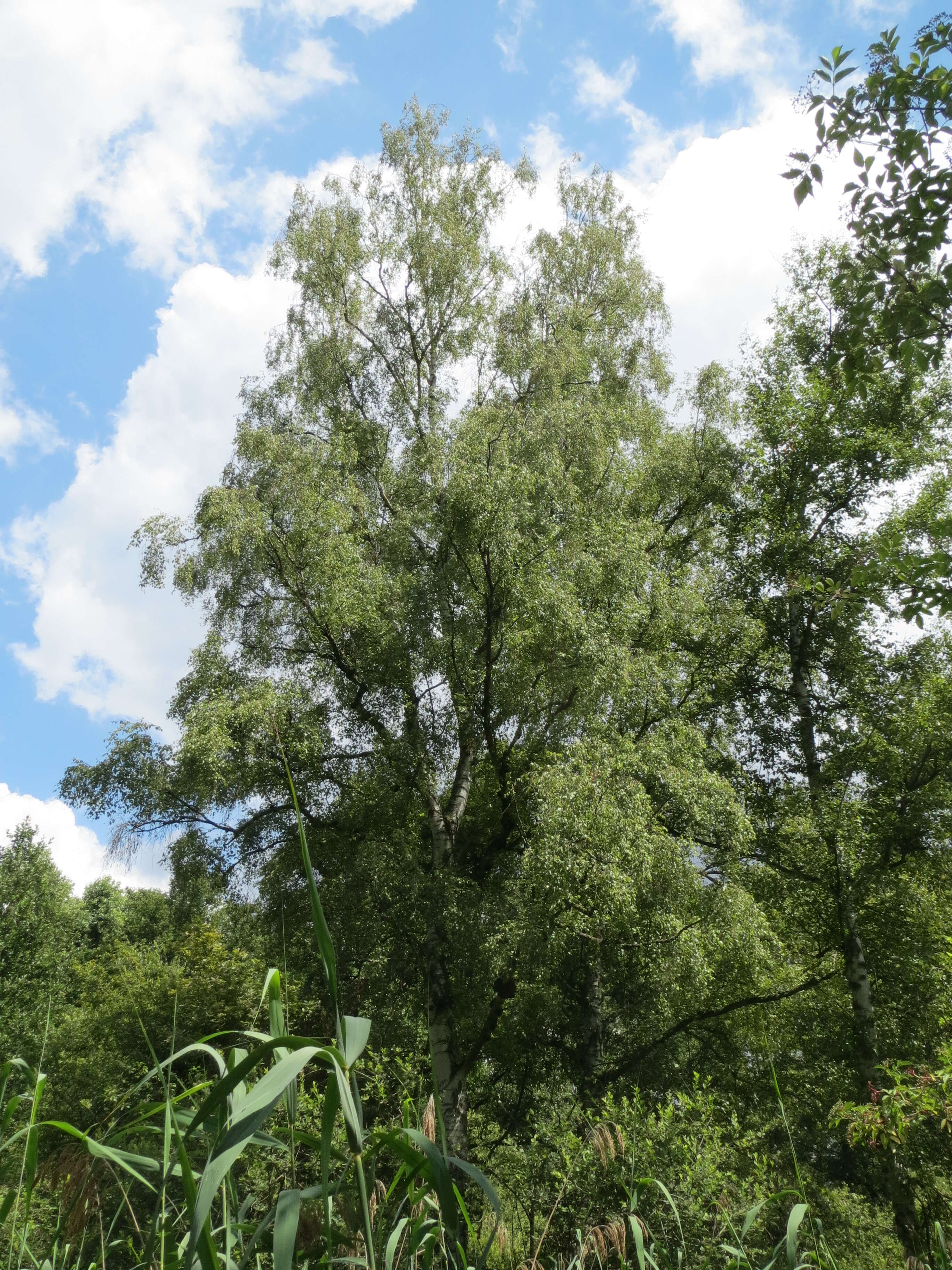 Image of Brown Birch