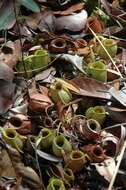 Image of Flask-Shaped Pitcher-Plant