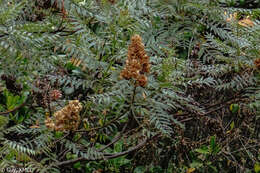 Sivun Dodonaea madagascariensis Radlk. kuva