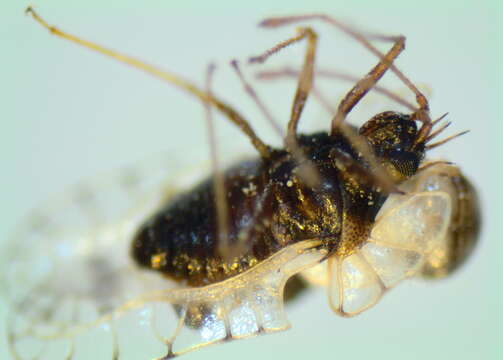 Image of Galeatus scrophicus Saudners 1876