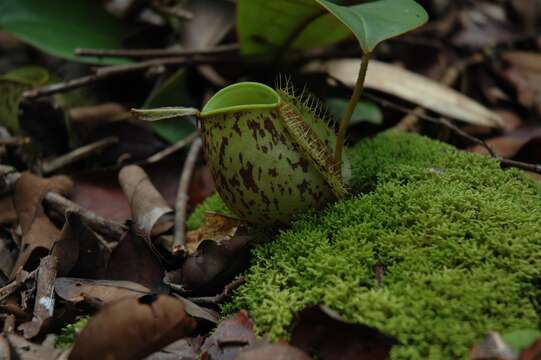 Image of Flask-Shaped Pitcher-Plant