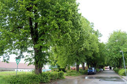 Image of Large-leaved Lime