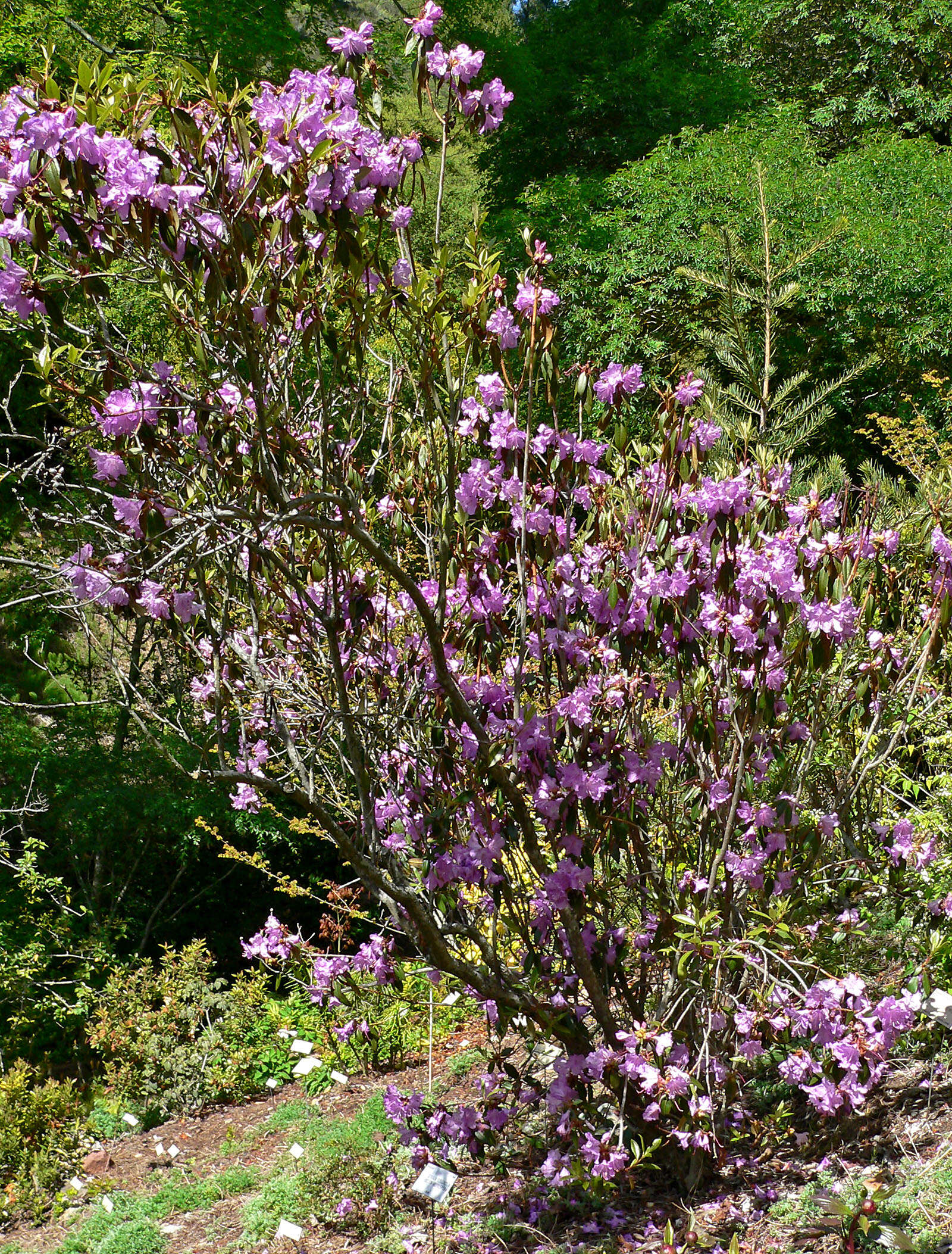 Image of Rhododendron rubiginosum Franch.