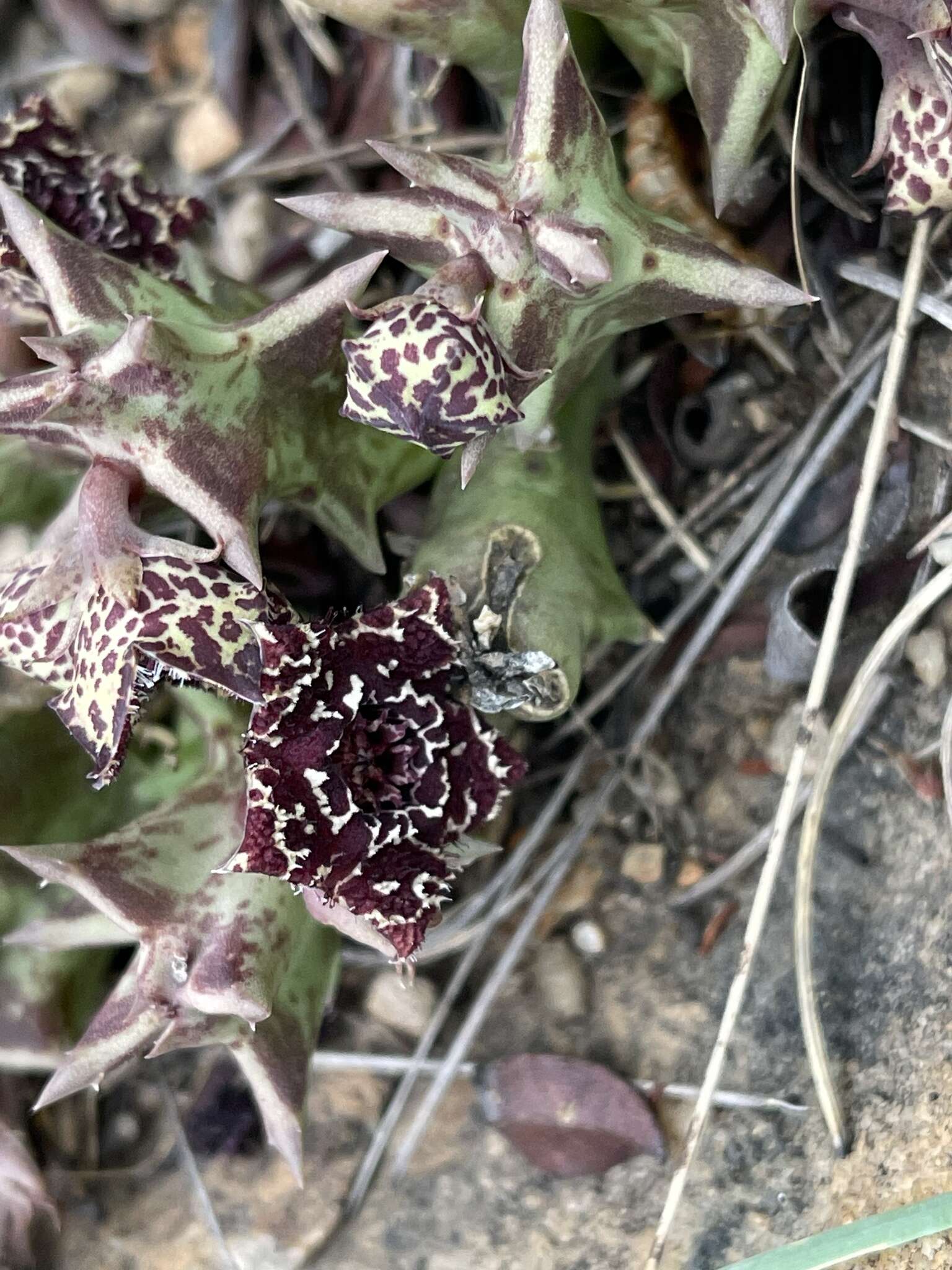 Image de Ceropegia keithii subsp. keithii