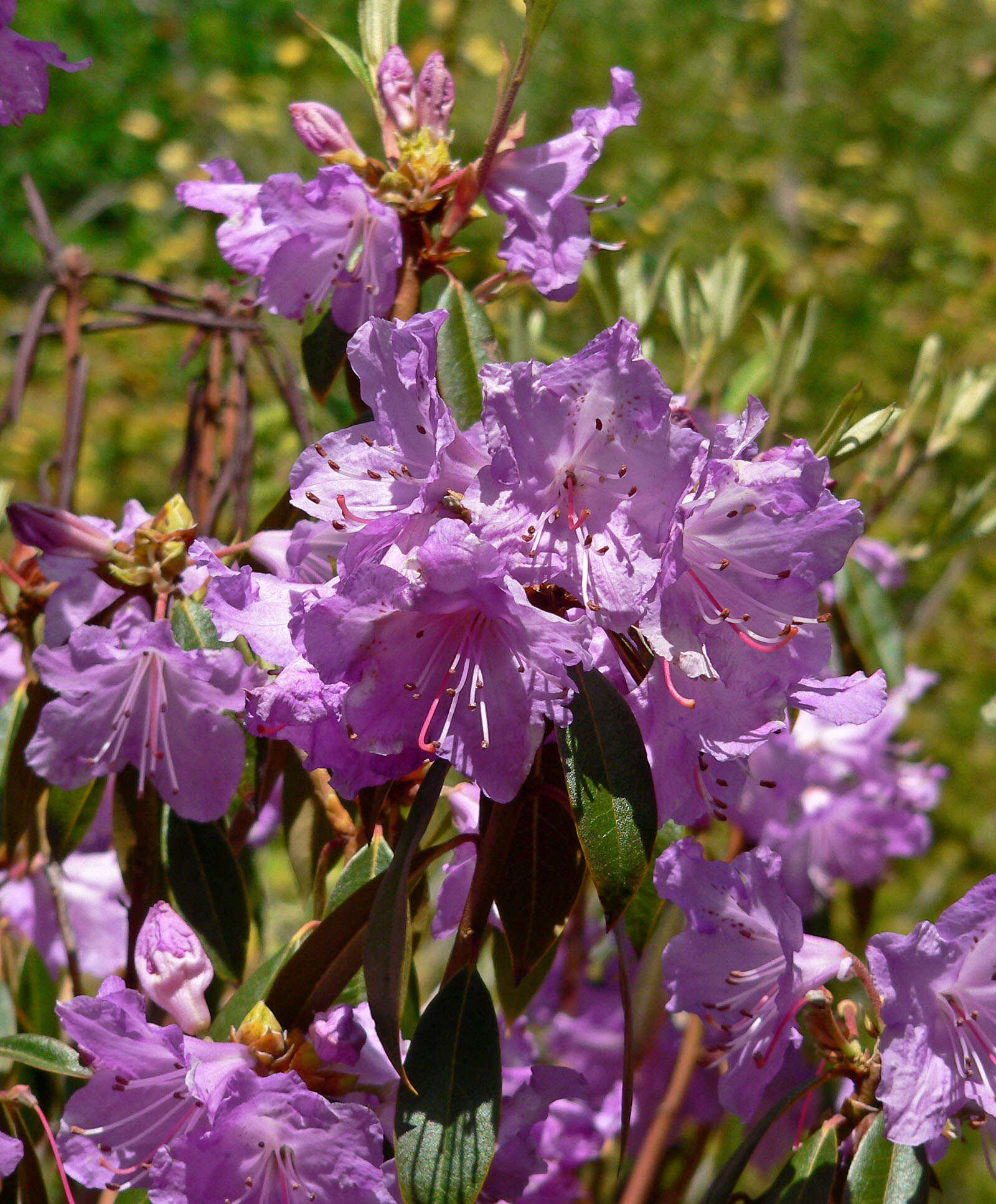 Image of Rhododendron rubiginosum Franch.