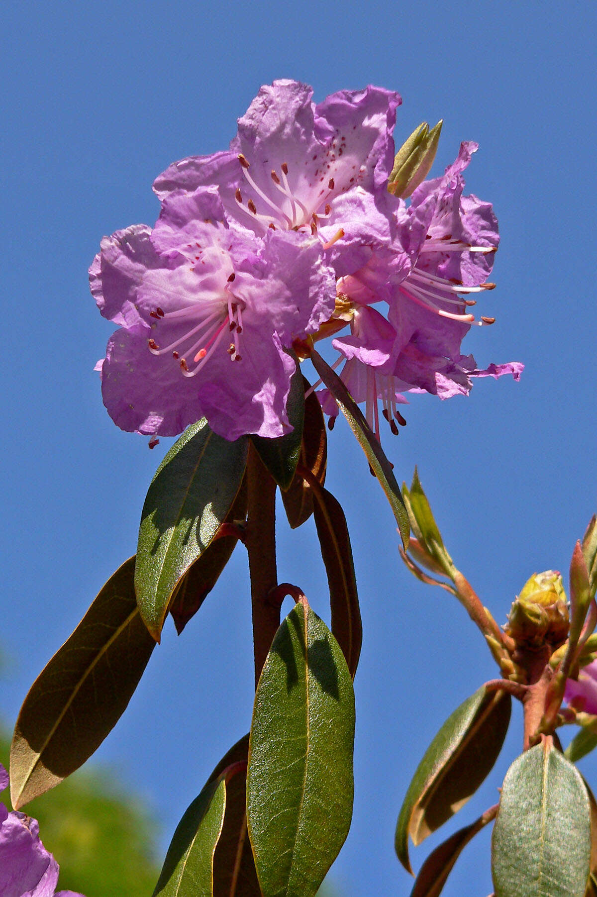 Image of Rhododendron rubiginosum Franch.