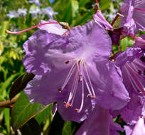 Image of Rhododendron rubiginosum Franch.