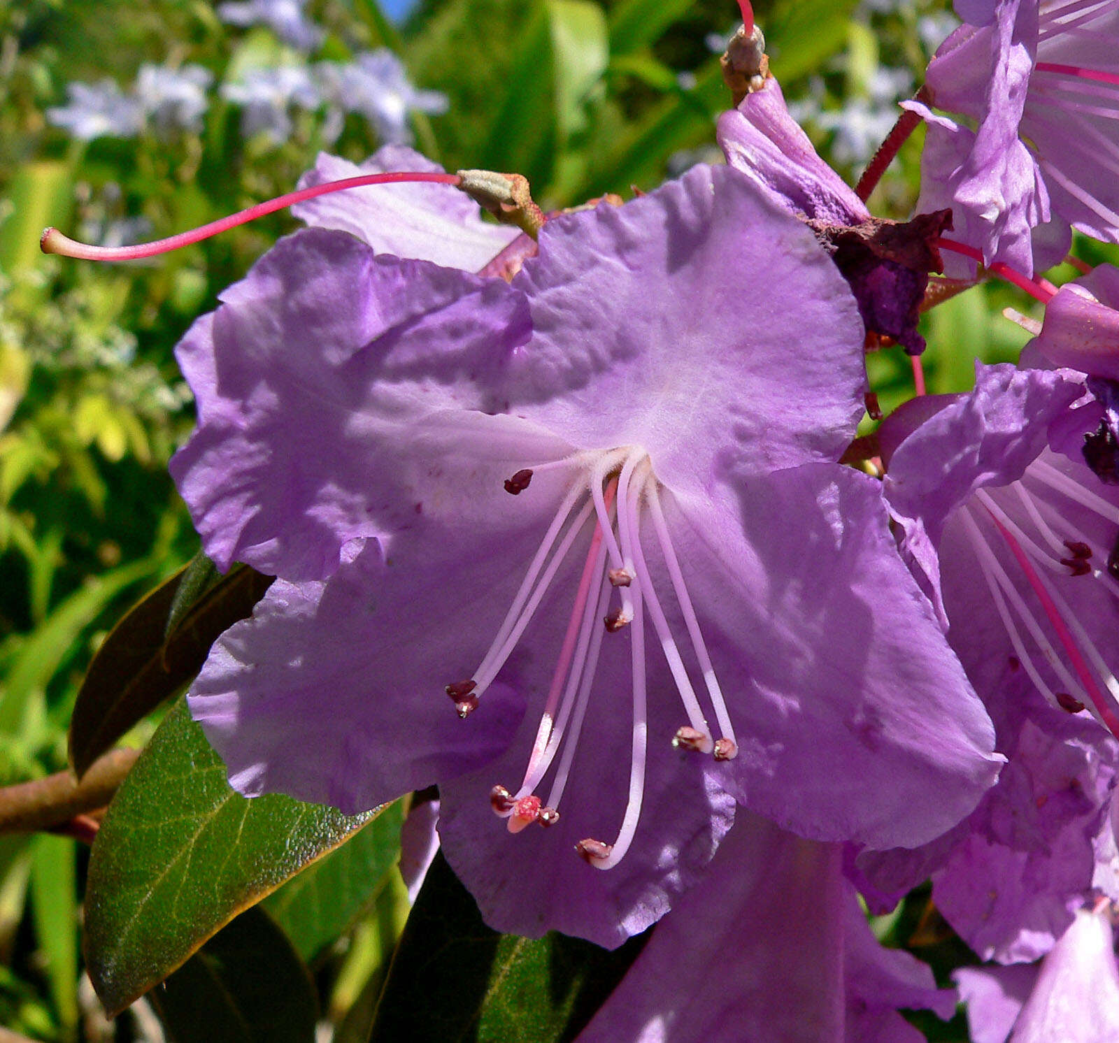 Image of Rhododendron rubiginosum Franch.