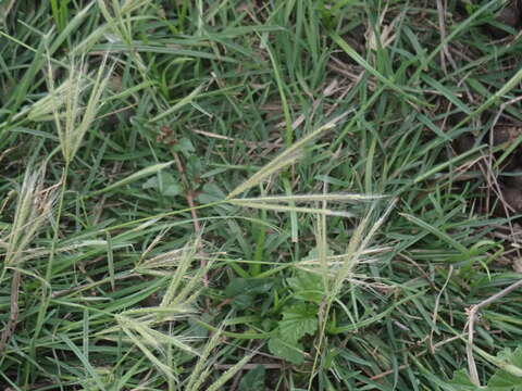 Image of spreading windmill grass