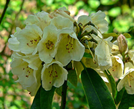 Image of Rhododendron irroratum Franch.