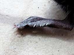 Image of American Water Shrew