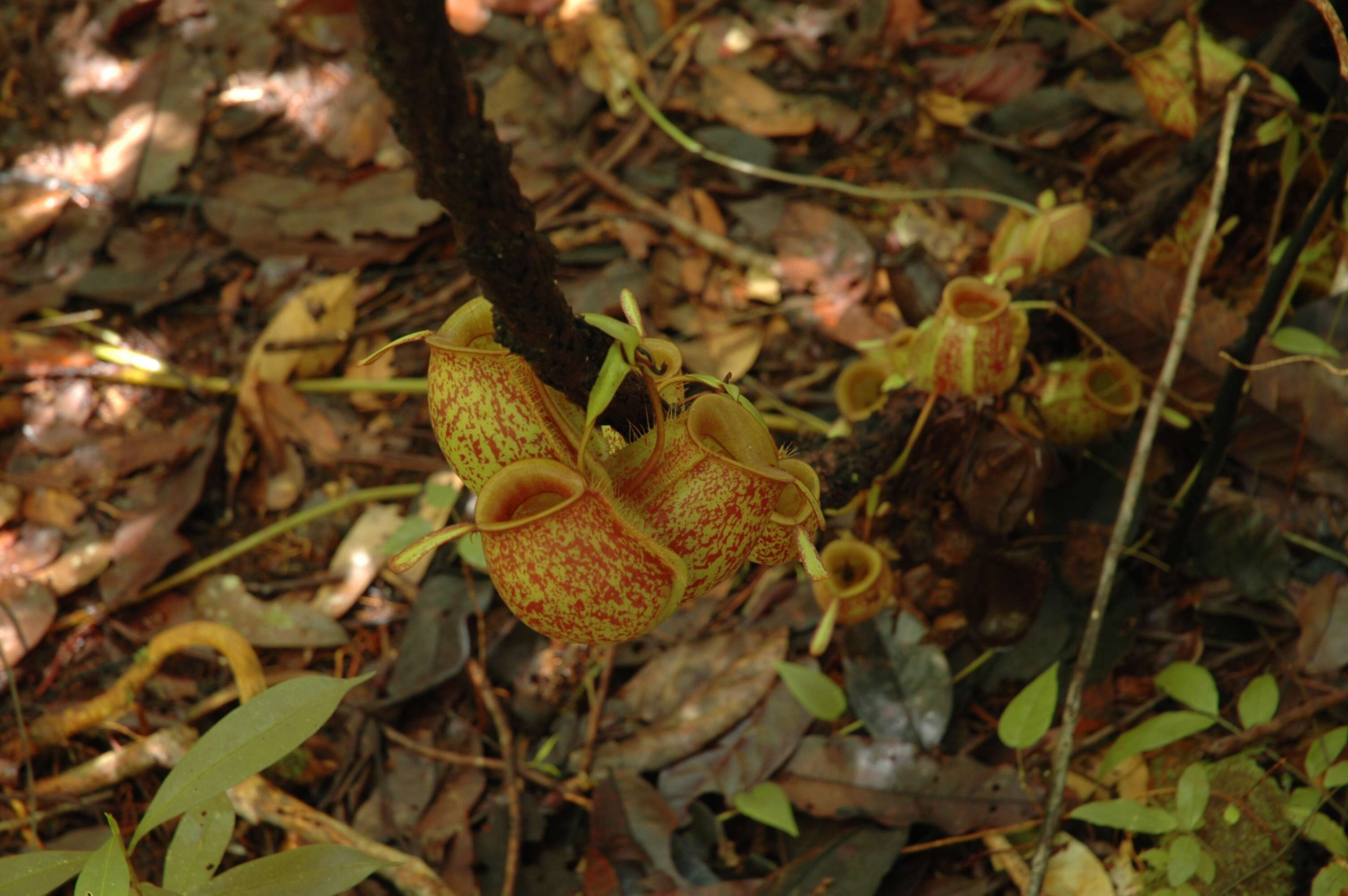 Image of Flask-Shaped Pitcher-Plant