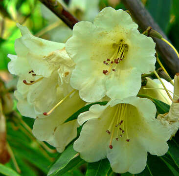 Image of Rhododendron irroratum Franch.