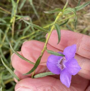 Imagem de Eremophila gilesii subsp. variabilis