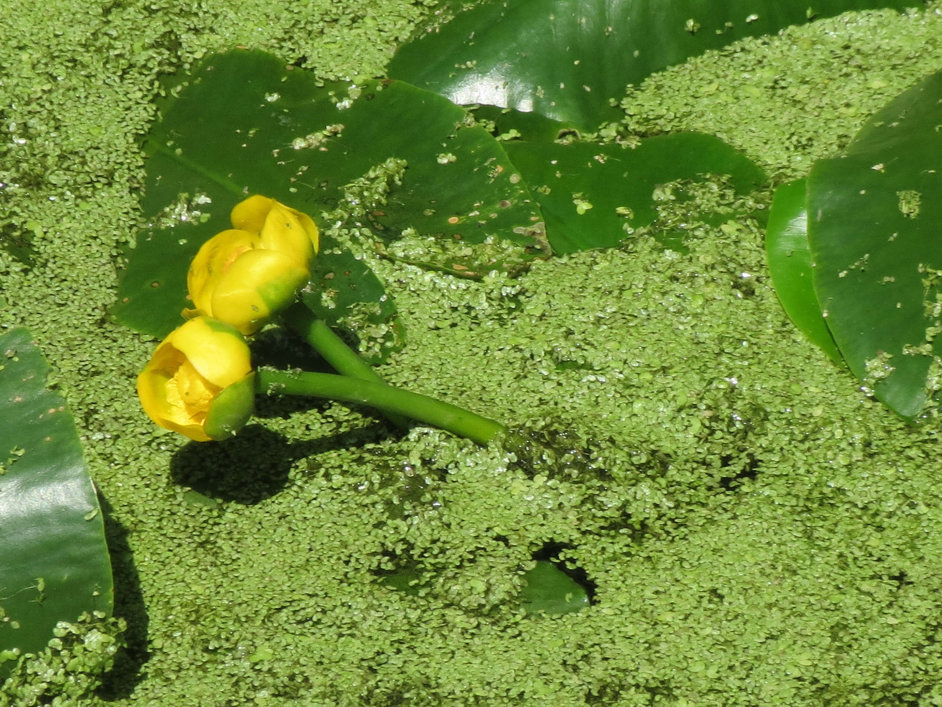 Image of Common Duckweed