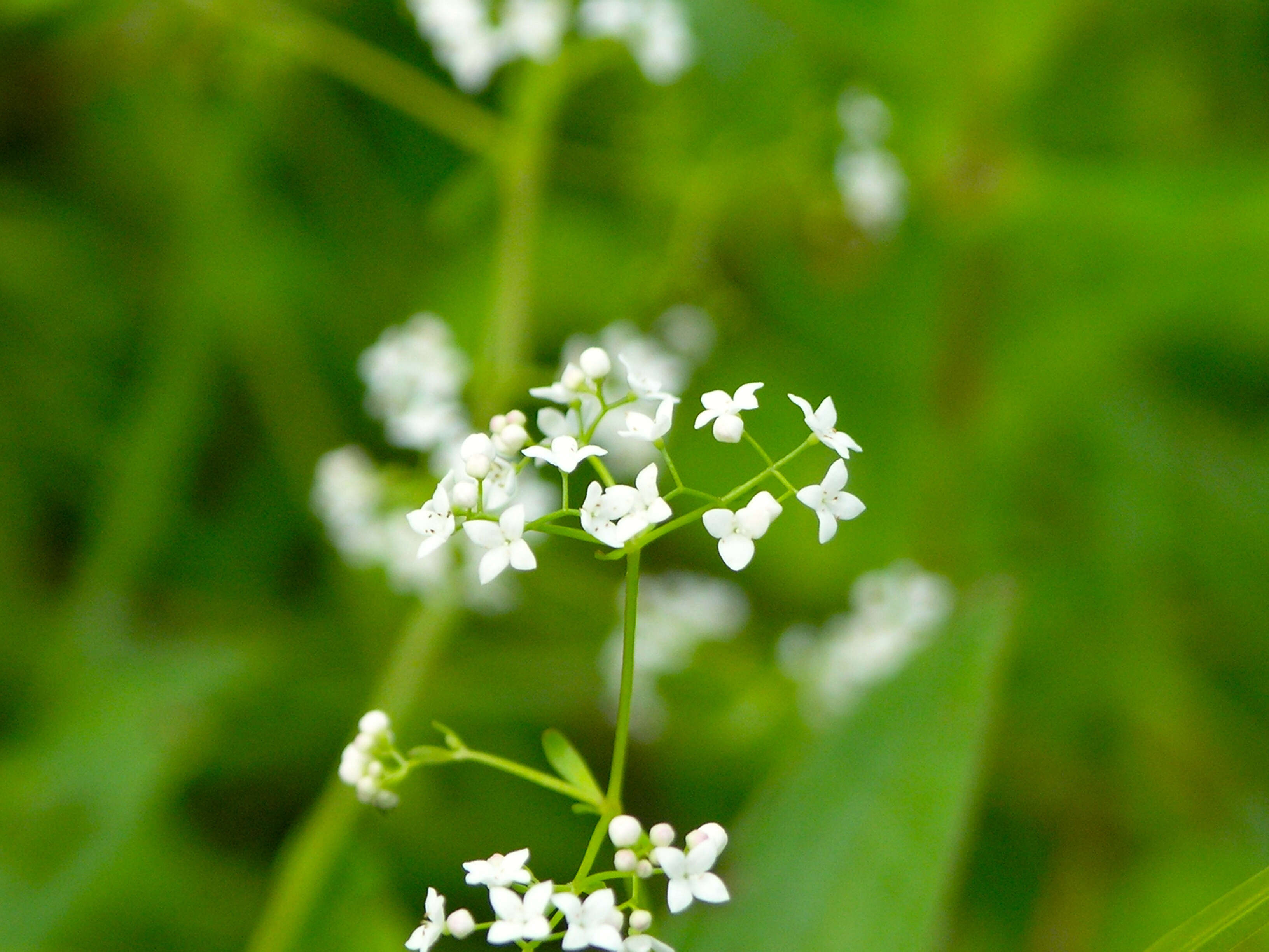 Imagem de Galium palustre L.