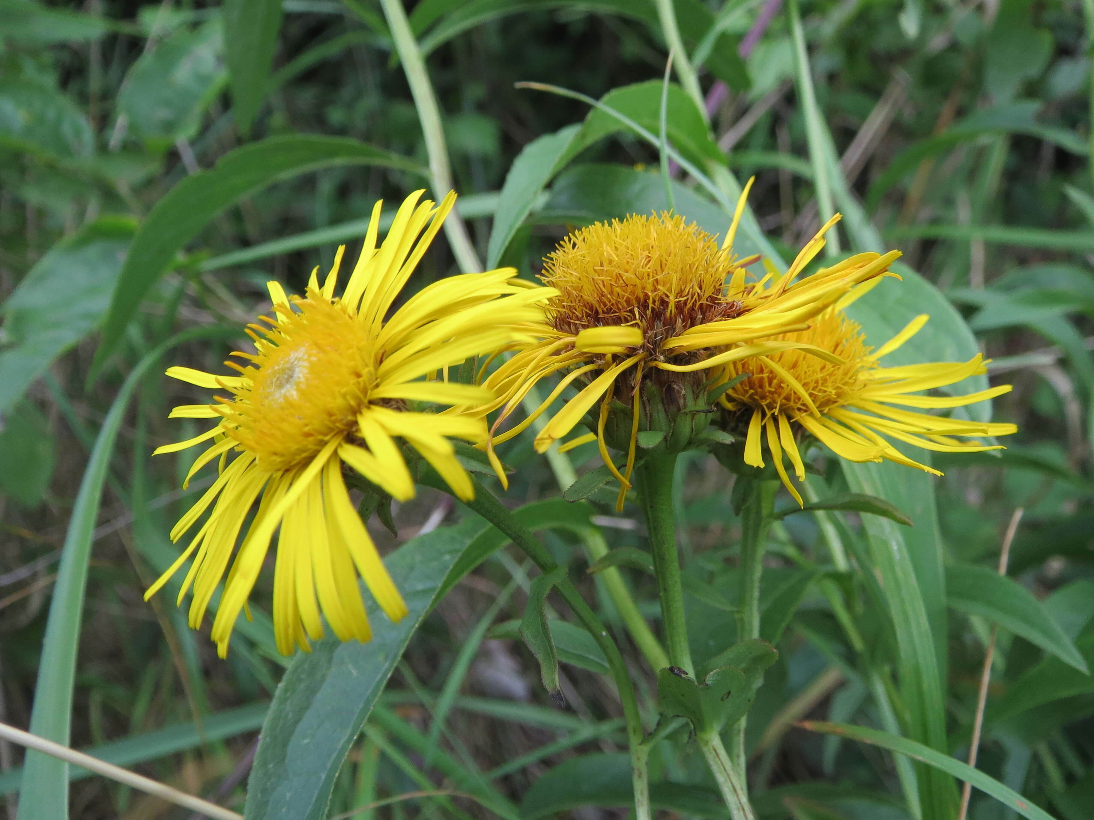 Image of Inula salicina