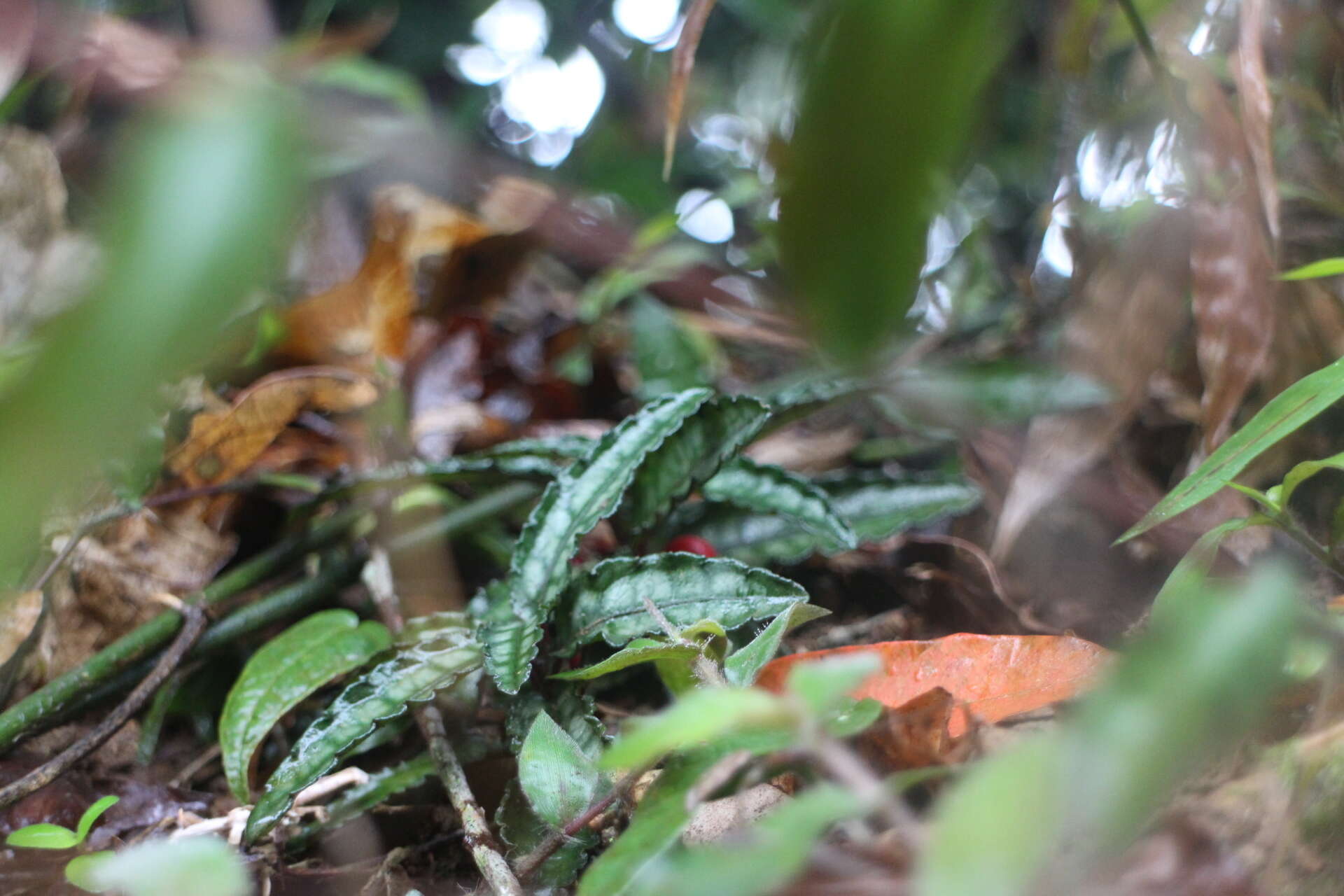 Image of Ardisia violacea (T. Suzuki) W. Z. Fang & K. Yao