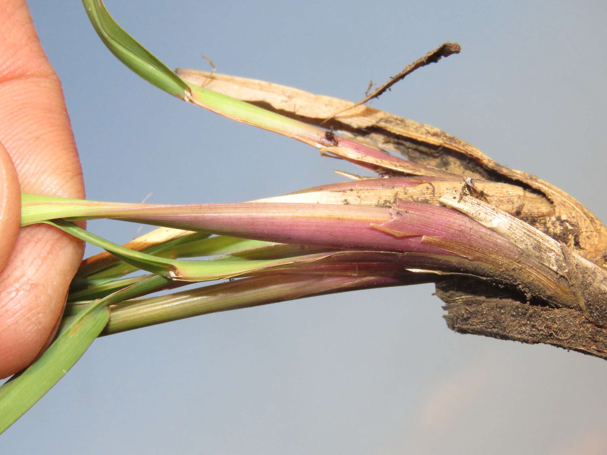 Plancia ëd Andropogon appendiculatus Nees