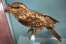 Image of Papuan Frogmouth