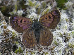 Image de Lycaena boldenarum White 1862