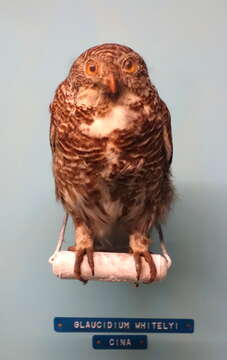 Image of Asian Barred Owlet