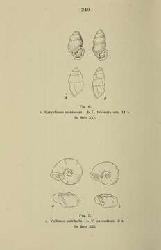 Image of Carychium tridentatum (Risso 1826)