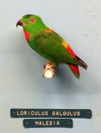 Imagem de Loriculus galgulus (Linnaeus 1758)