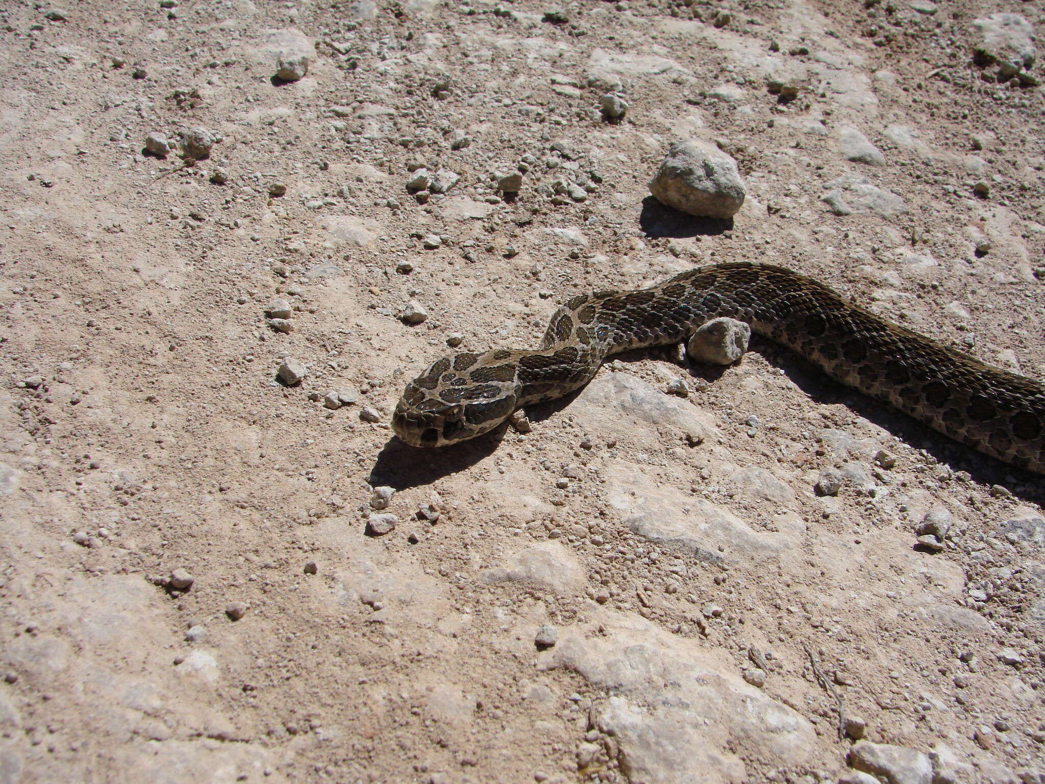 Image of Mexican Lancehead Rattlesnake