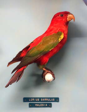 Image of Chattering Lory