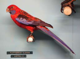 Image of Crimson Rosella