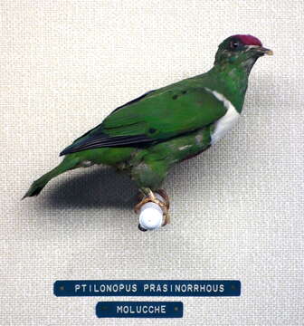 Image of White-bibbed Fruit Dove