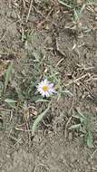 Image of aspen fleabane