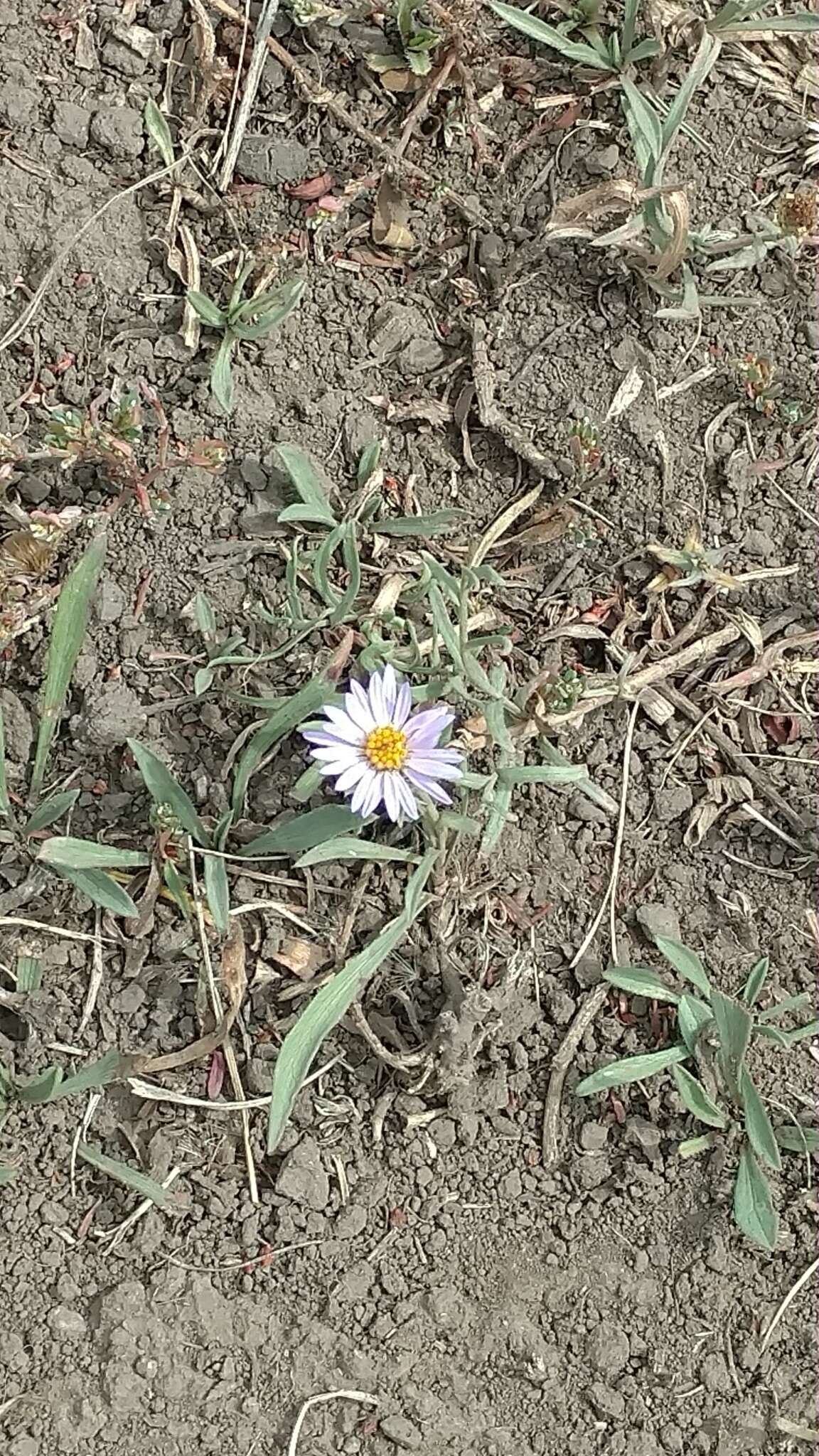 Image of aspen fleabane