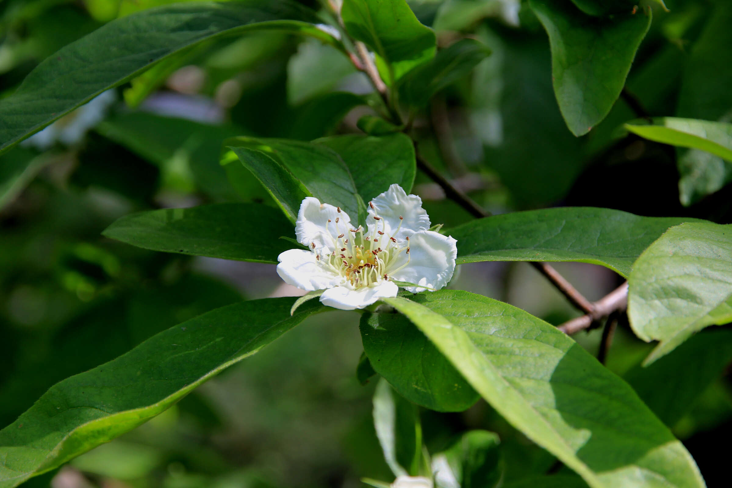 Image of Medlar