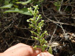 Plancia ëd Habenaria strictissima Rchb. fil.