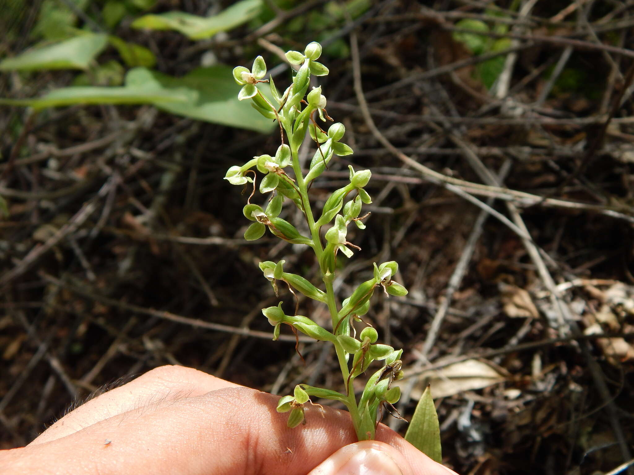 Plancia ëd Habenaria strictissima Rchb. fil.